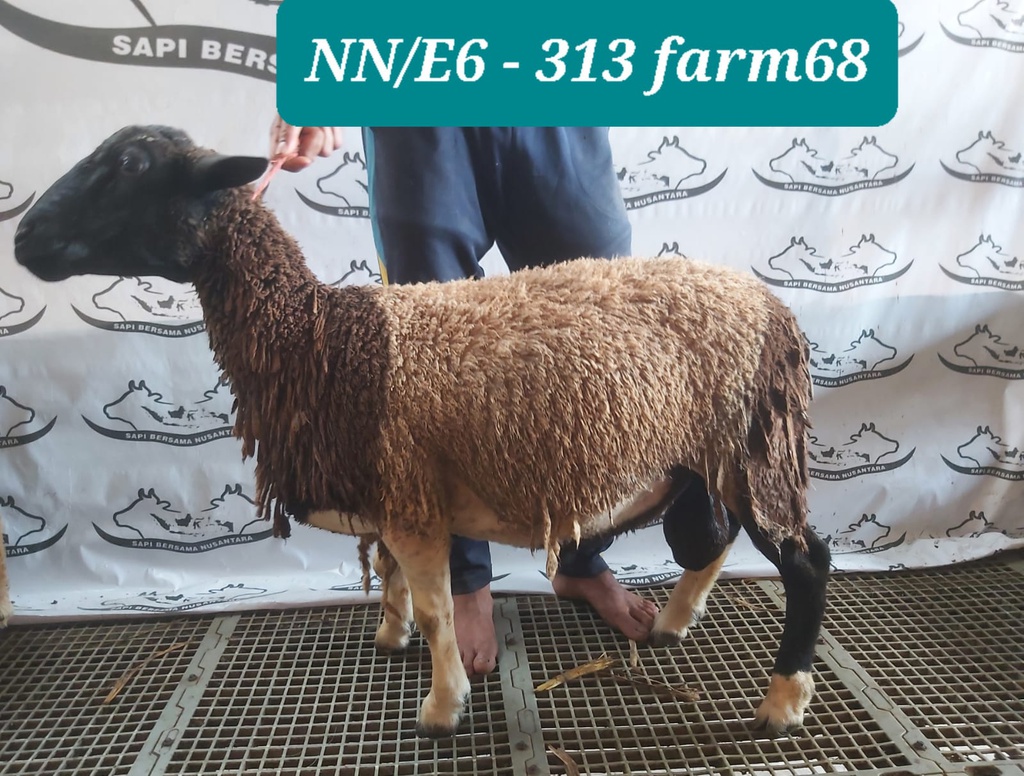 313 - Domba Dugul Jumbo (E6) 36 - 40 Kg