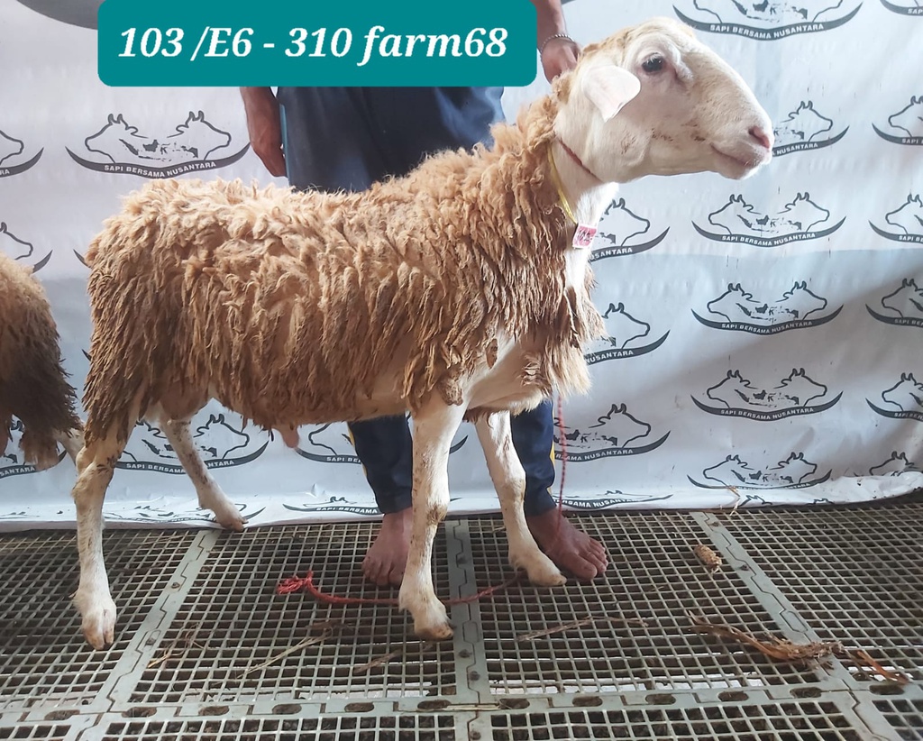 310 - Domba Dugul Istimewa (E6) 31 - 35 Kg