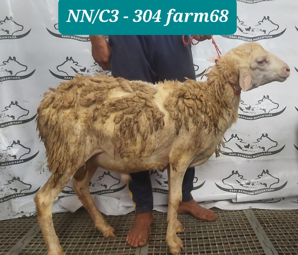 304 - Domba Dugul Istimewa (C3) 31 - 35 Kg