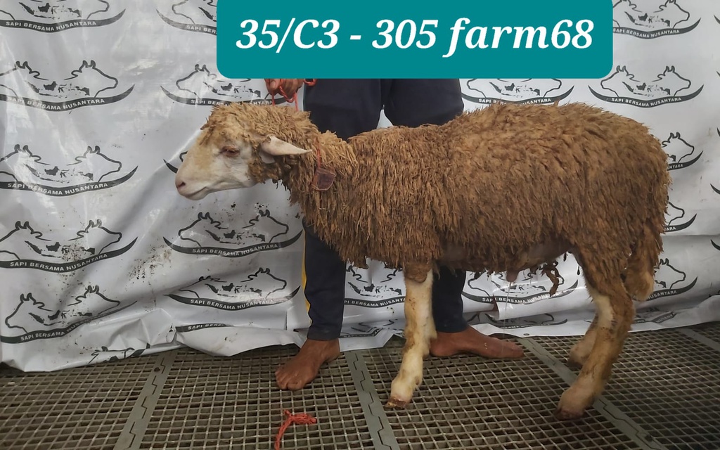 305 - Domba Dugul Istimewa (C3) 31 - 35 Kg