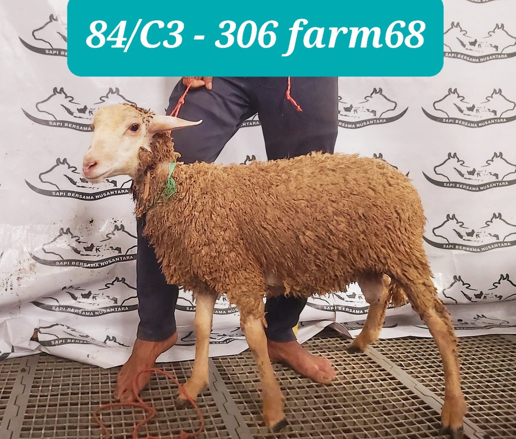 306 - Domba Dugul Standar (C3) 20 - 25 Kg