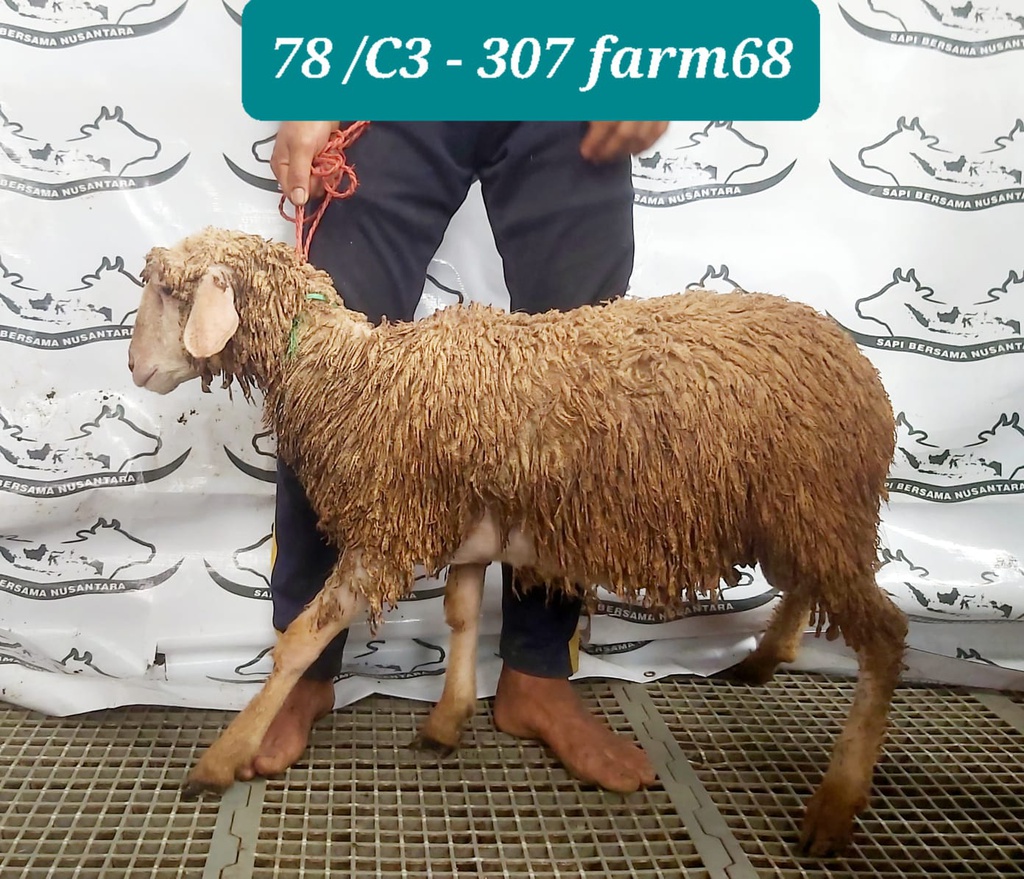 307 - Domba Dugul Standar (C3) 20 - 25 Kg