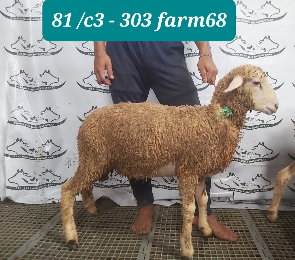 303 - Domba Dugul Standar (C3) 20 - 25 Kg