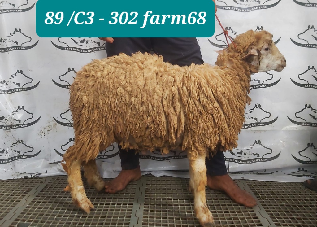 302 - Domba Dugul Spesial (C3) 26 - 30 Kg