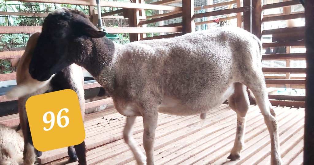 96 - Domba Dugul Spesial (26 - 30 Kg)