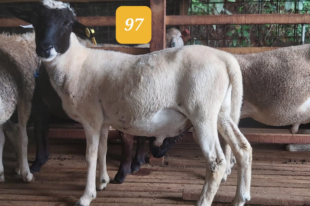97 - Domba Dugul Standar (20 - 25 Kg)