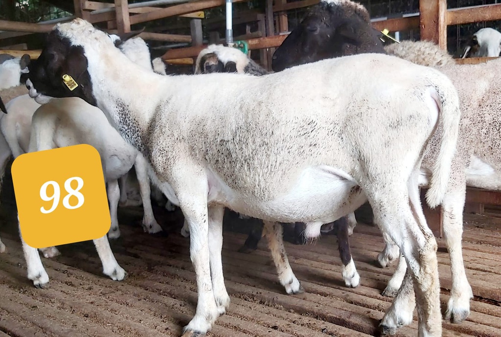98 - Domba Dugul Istimewa (31 - 35 Kg)