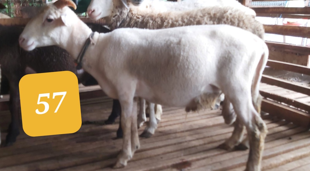 57 - Domba Tanduk Spesial (26 - 30 Kg)