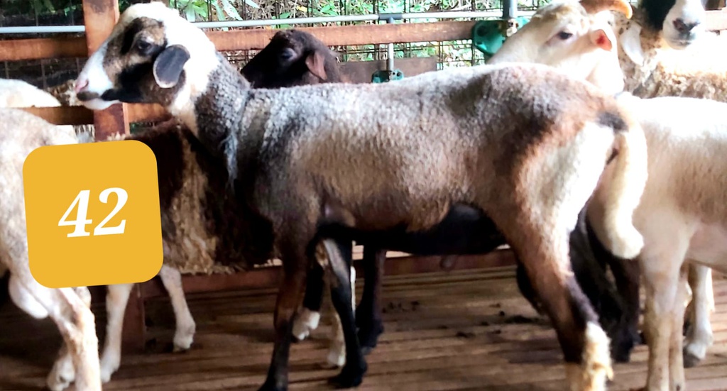 42 - Domba Dugul Standar (20 - 25 Kg)