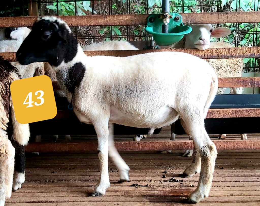 43 - Domba Dugul Standar (20 - 25 Kg)