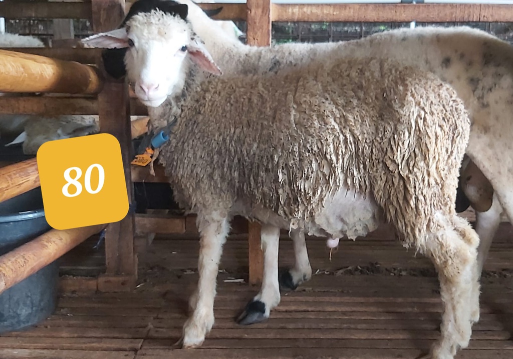 80 - Domba Dugul Standar (20 - 25 Kg)