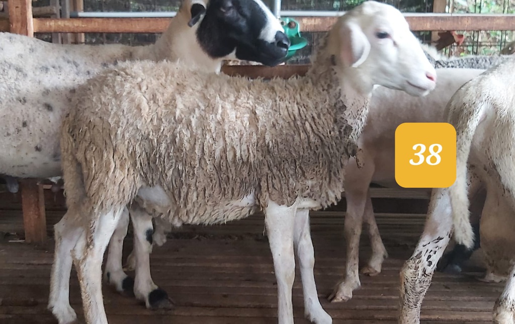 38 - Domba Dugul Standar (20 - 25 Kg)