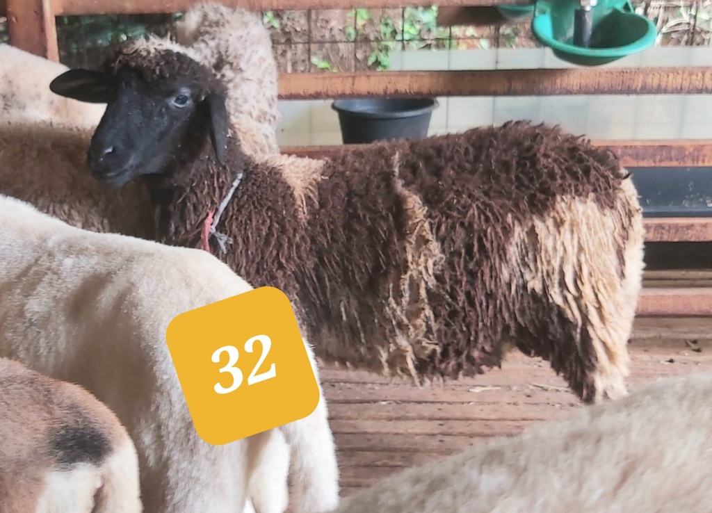 32 - Domba Dugul Standar (20 - 25 Kg)