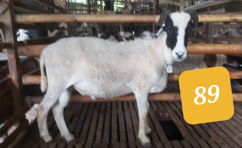 89 - Domba Tanduk Jumbo (36 - 40 Kg)