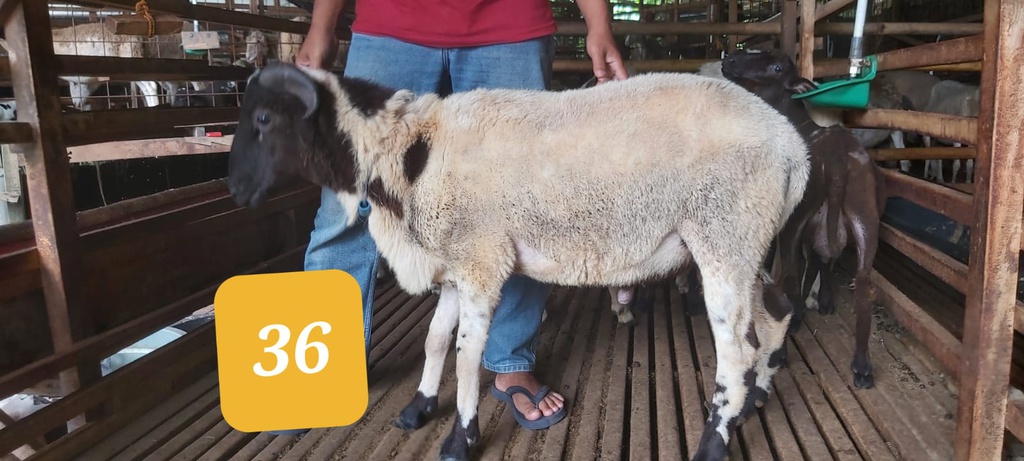 36 - Domba Tanduk Jumbo (36 - 40 Kg)