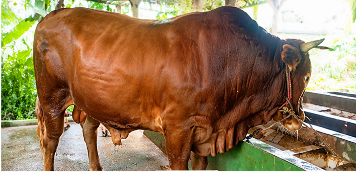 001 - Sapi Limosin (950 - 1000 Kg)