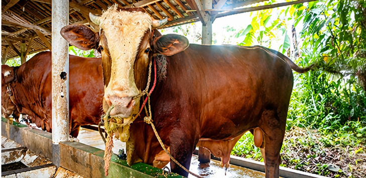 002 - Sapi Limosin (850 - 900 Kg)