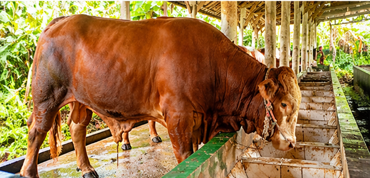 003 - Sapi Limosin (950 - 1000 Kg)