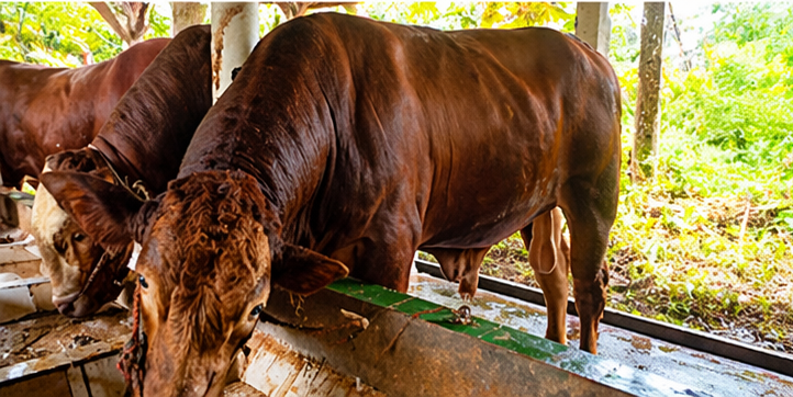 006 - Sapi Limosin (850 - 900 Kg)