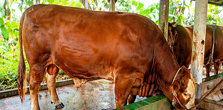 007 - Sapi Limosin (850 - 900 Kg)