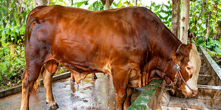 008 - Sapi Limosin (850 - 900 Kg)