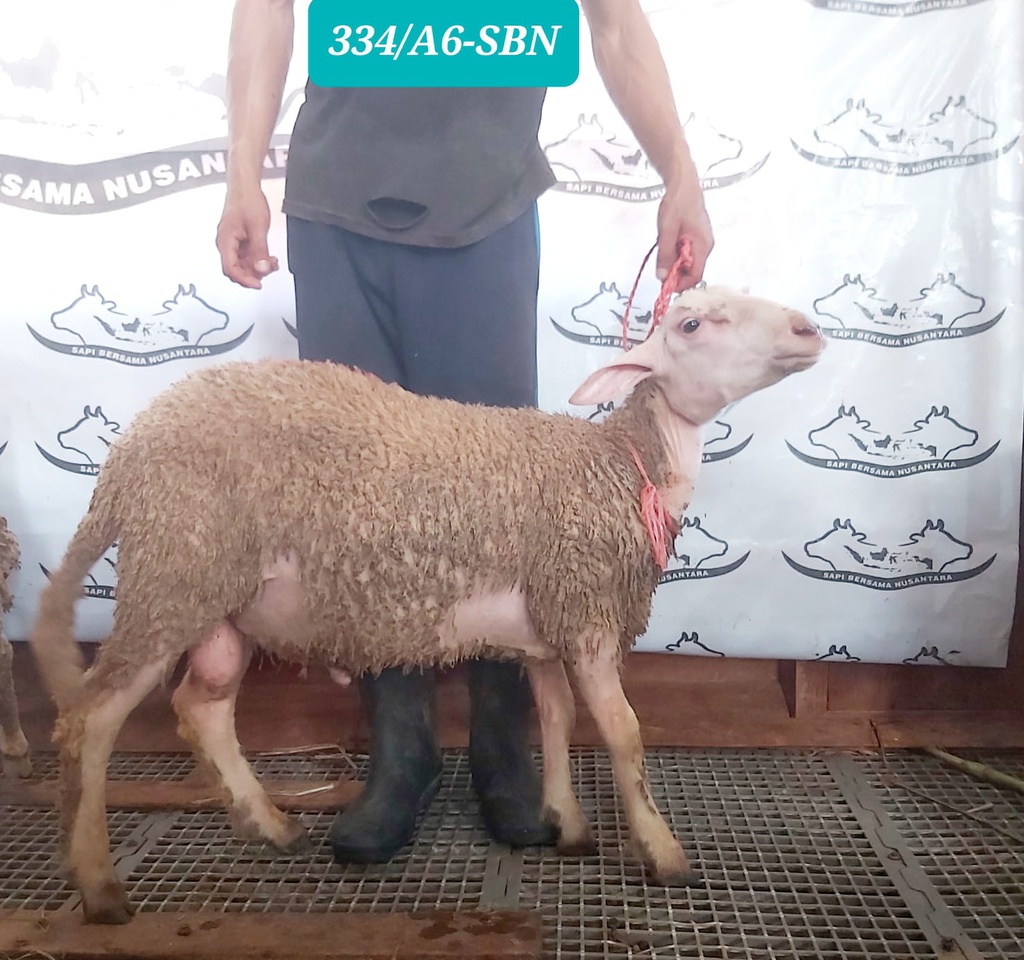 334-A6-SBN Domba Dugul Jumbo 36 - 40 Kg