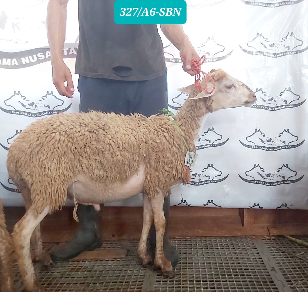 337,327-A6-SBN Domba Dugul Spesial 25 - 30 Kg