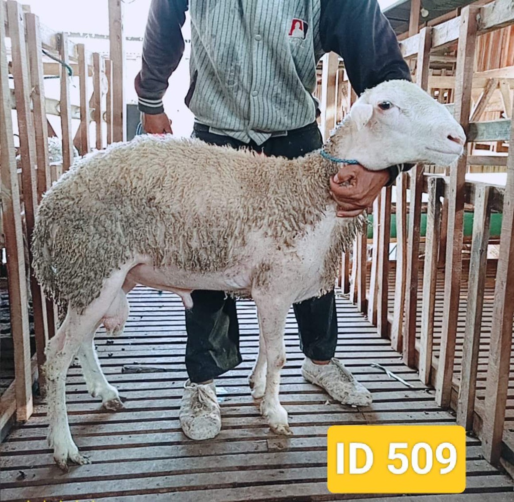 BN509 Domba Dugul Spesial 26 - 30 Kg