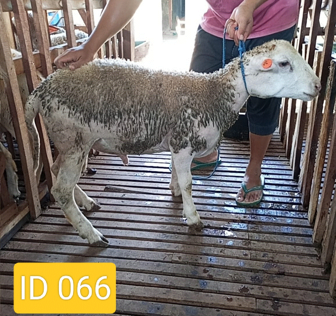 BN066 Domba Dugul Istimewa 31 - 35 Kg