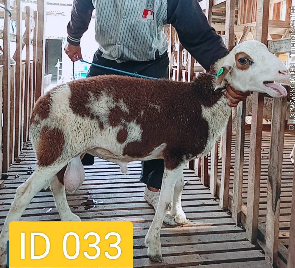 BN033 Domba Dugul 26 - 30 Kg