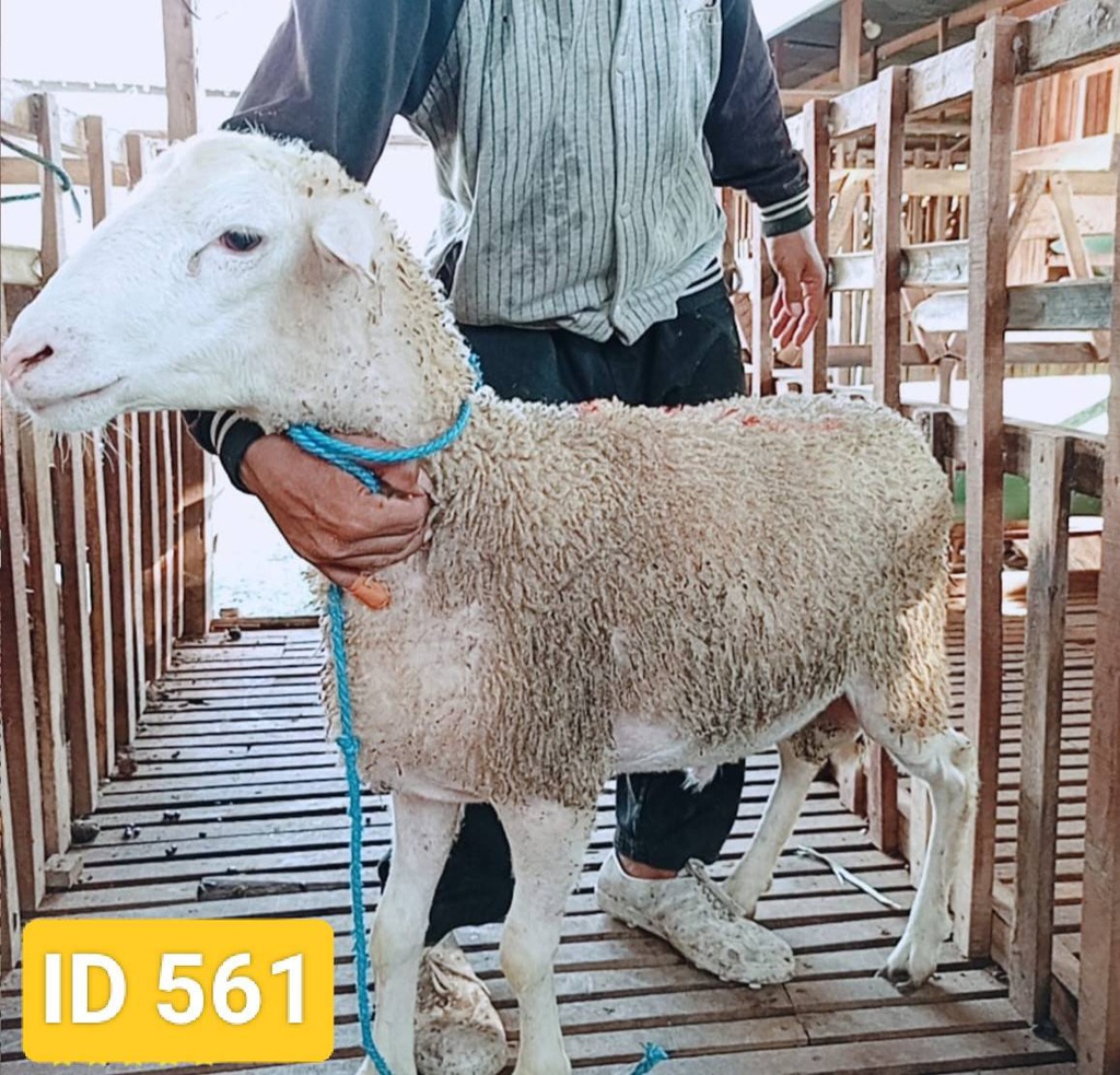 BN561 Domba Dugul Istimewa 31 - 35 Kg