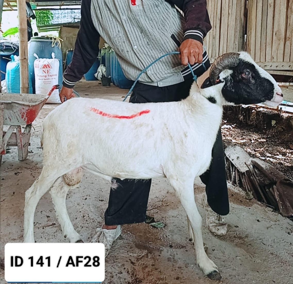 BN141 Domba Tanduk 31 - 35 Kg