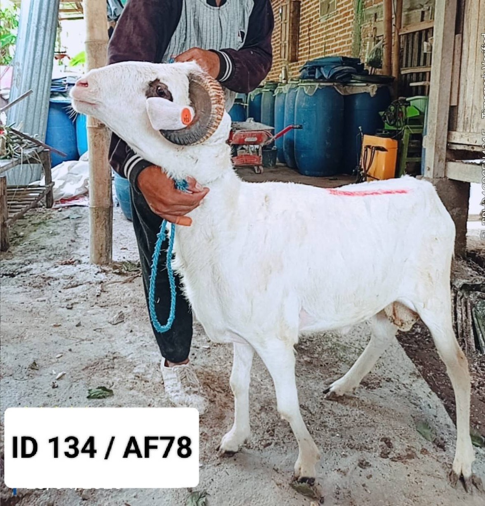 BN134 Domba Tanduk 33 - 36 Kg