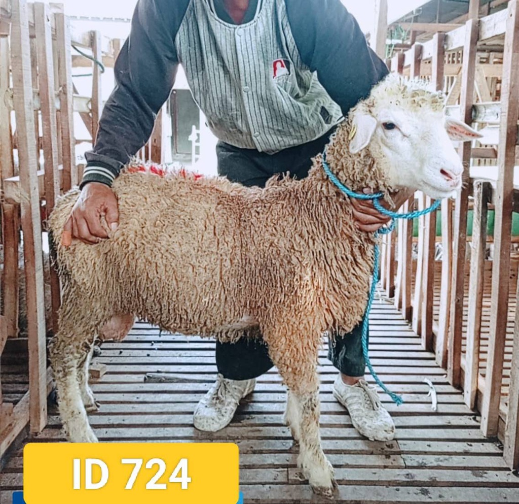 BN724 Domba Dugul Istimewa 31 - 35 Kg