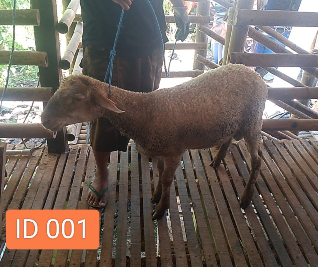 BN001 Domba Dugul Istimewa 31 - 35 Kg