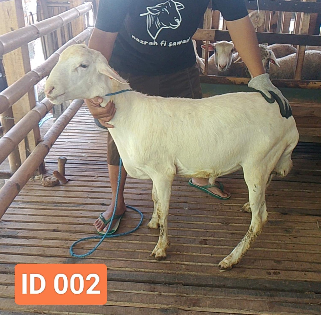BN002 Domba Dugul 30 - 35 Kg