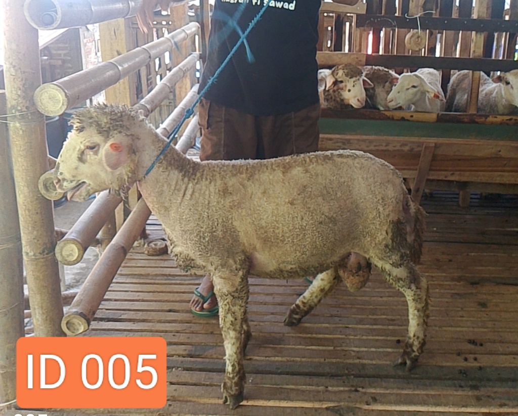 BN005 Domba Dugul Jumbo 36 - 40 Kg