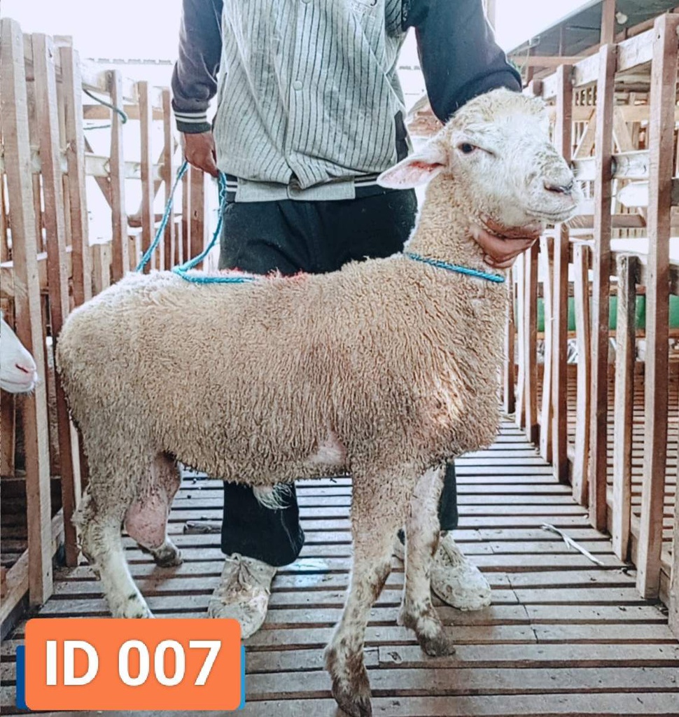 BN007 Domba Dugul Istimewa 31 - 35 Kg