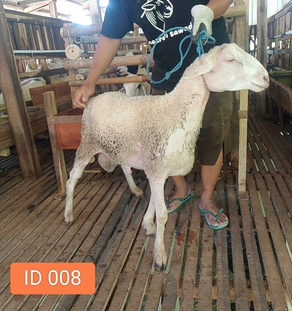 BN008 Domba Dugul Istimewa 31 - 35 Kg