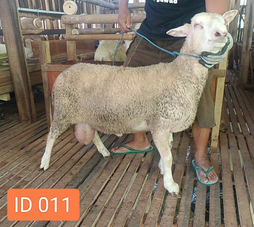 BN011 Domba Dugul Istimewa 31 - 35 Kg