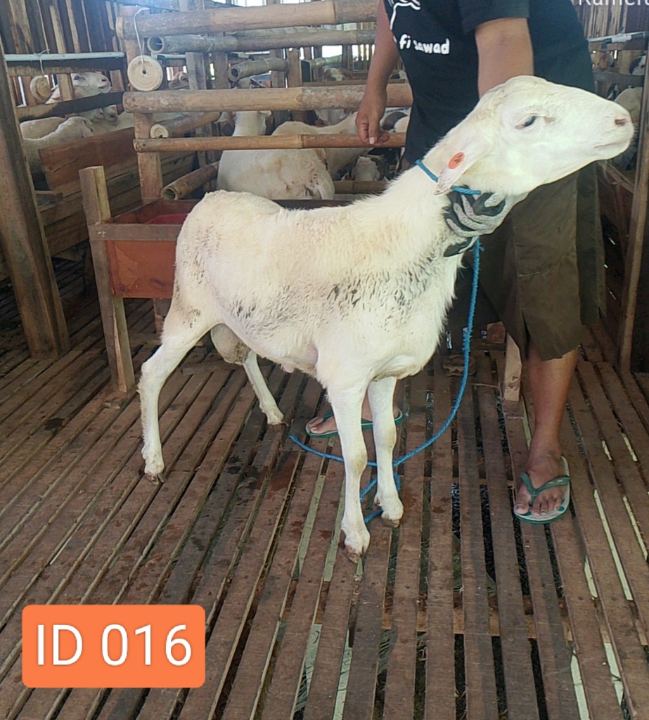 BN016 Domba Dugul Istimewa 31 - 35 Kg