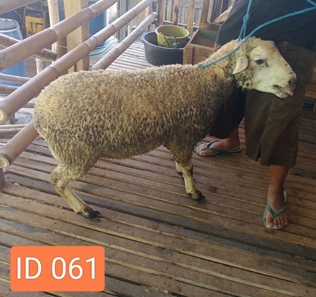 BN061 Domba Dugul Jumbo 36 - 40 Kg