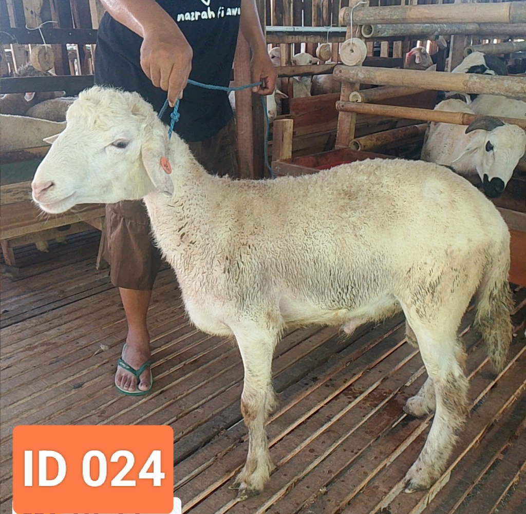 BN024 Domba Dugul Jumbo 36 - 40 Kg