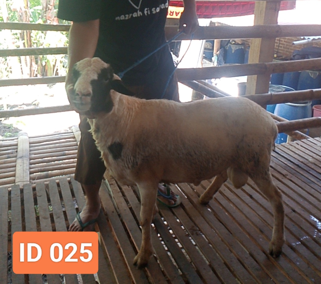 BN025 Domba Dugul Istimewa 31 - 35 Kg