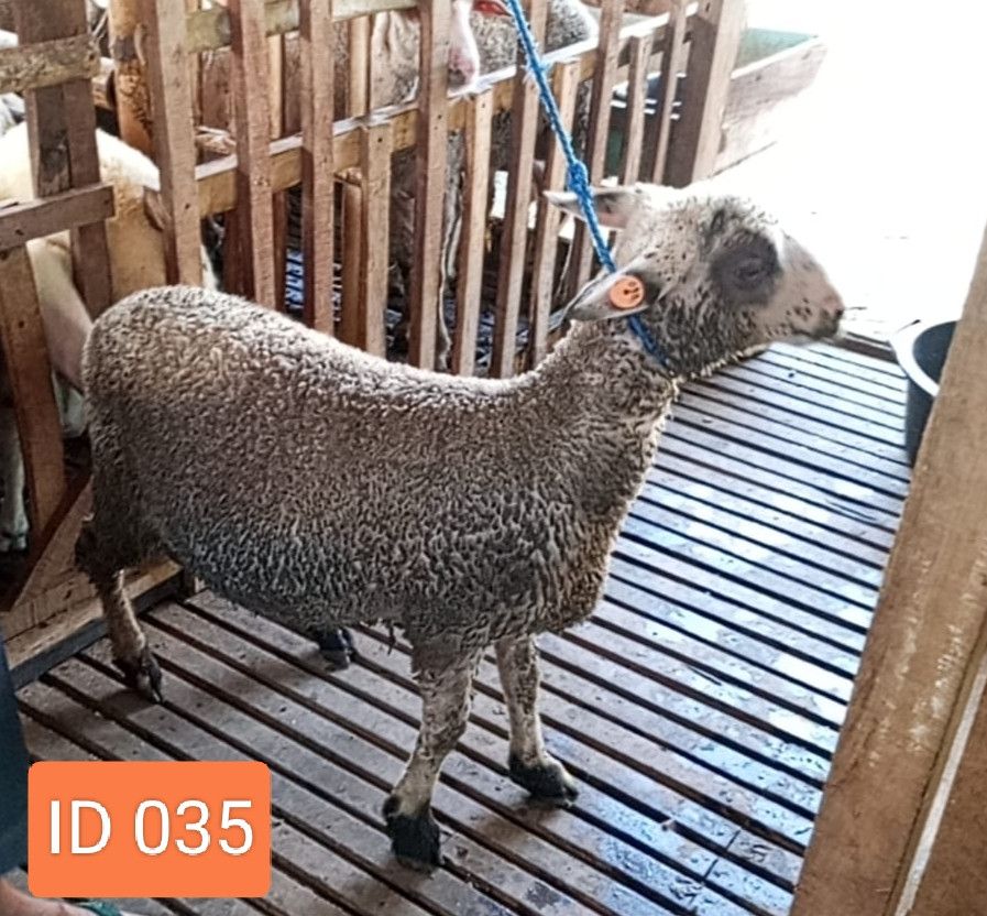 BN035 Domba Dugul 35 - 40 Kg