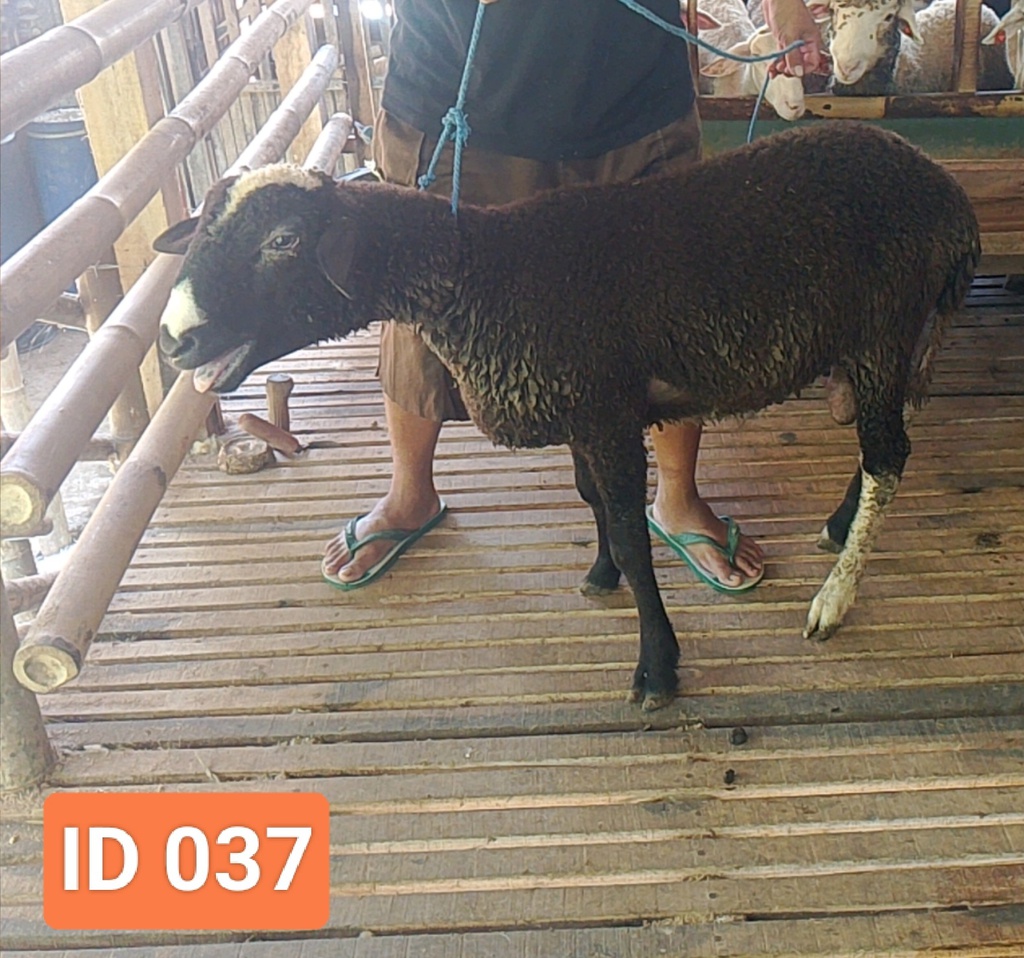 BN037 Domba Dugul Jumbo 35 - 40 Kg