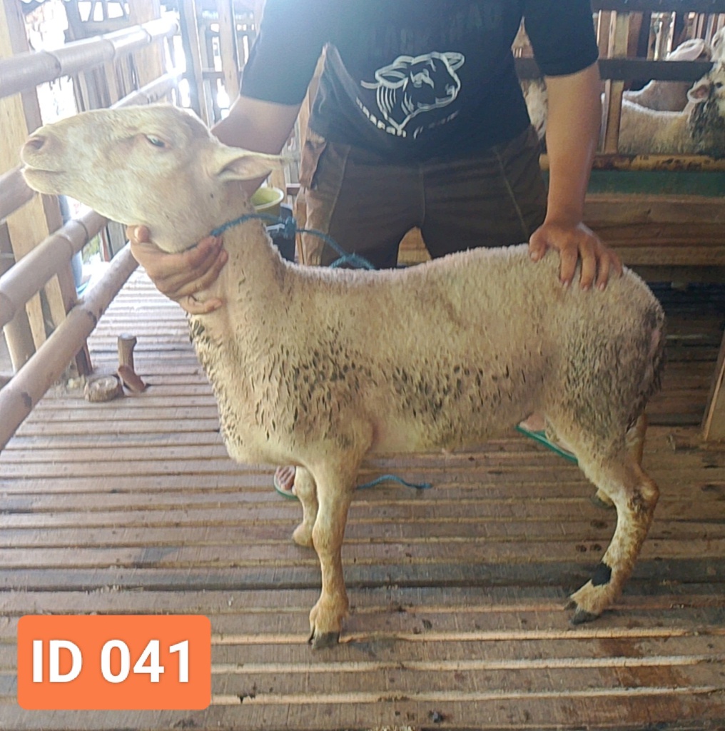 BN041 Domba Dugul Istimewa 31 - 35 Kg