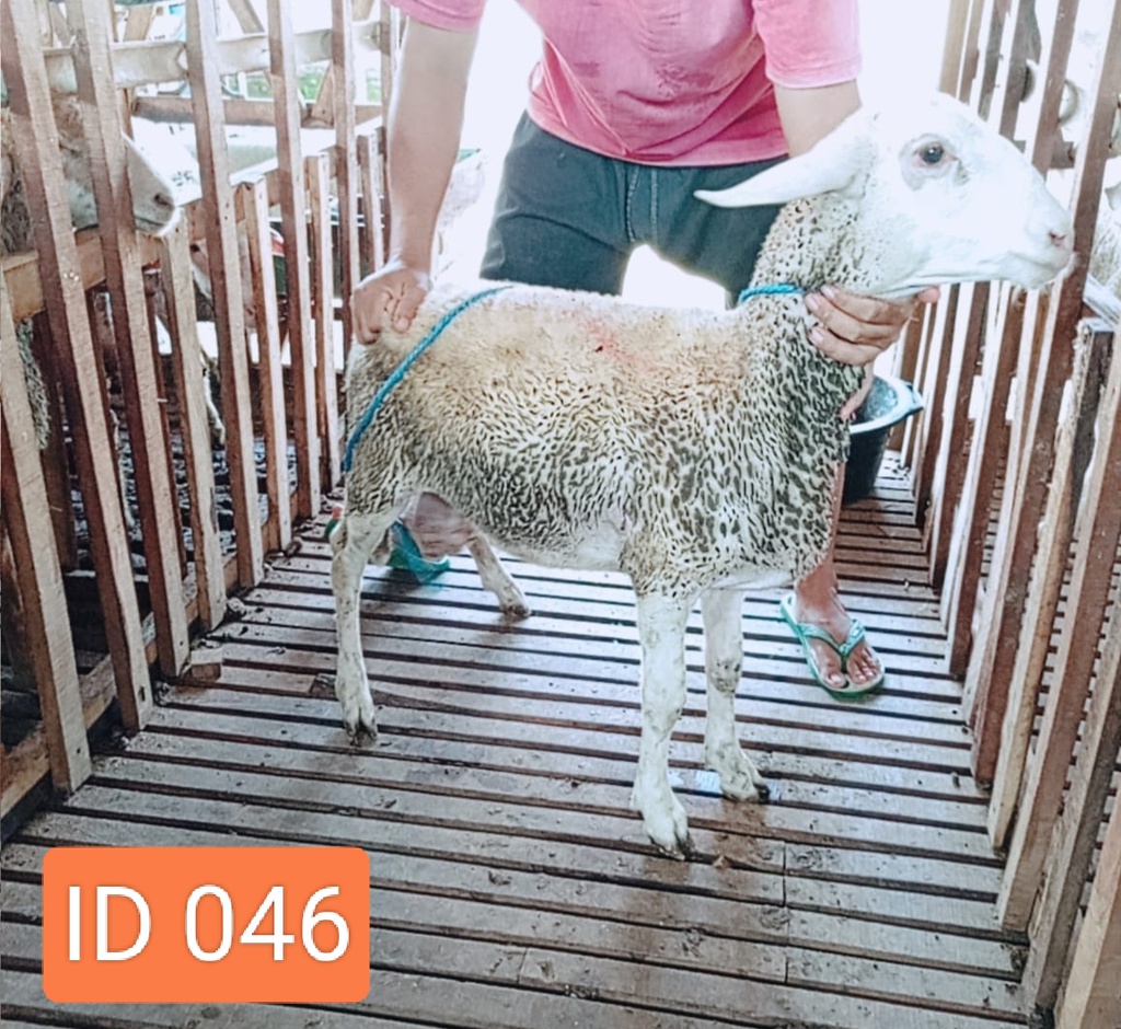 BN046 Domba Dugul 26 - 30 Kg