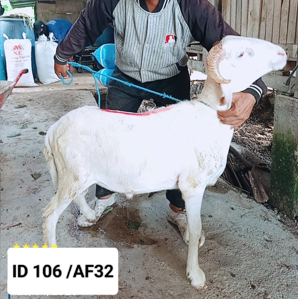 BN106 Domba Tanduk Istimewa 31 - 35 Kg