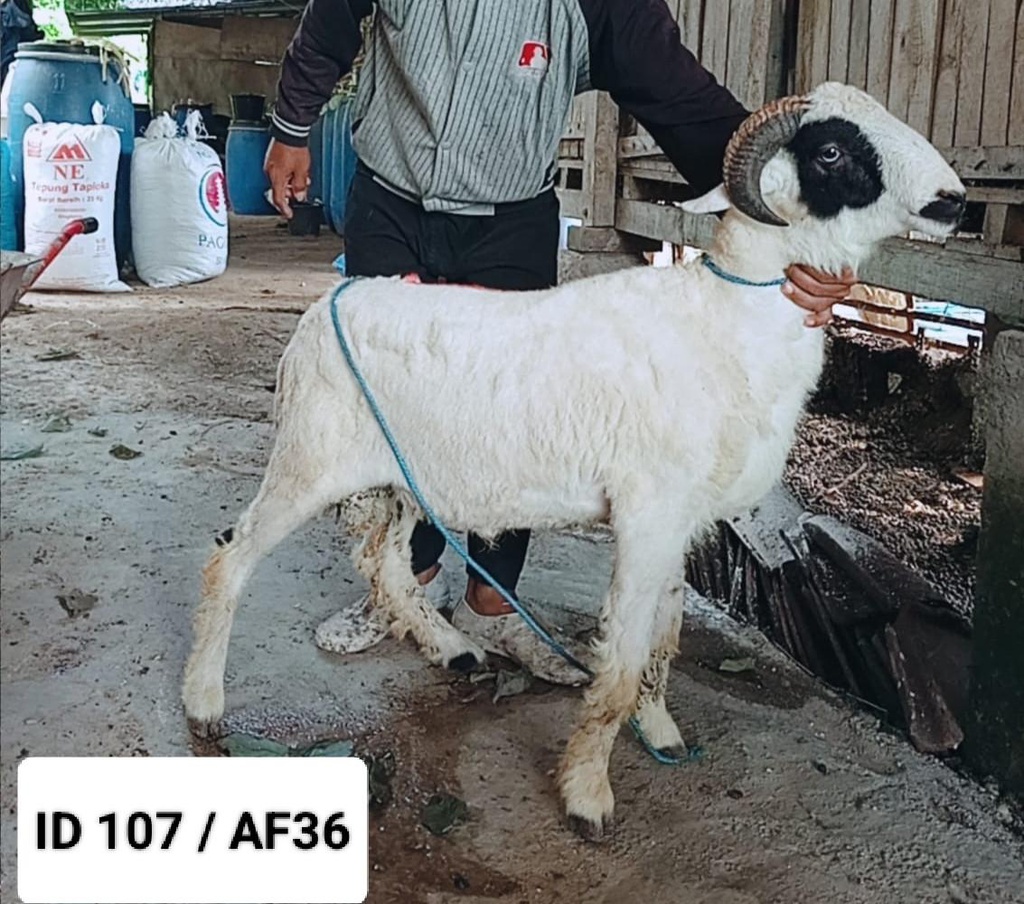 BN107 Domba Tanduk 25 - 30 Kg